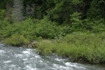 Willows on Illinois River bank