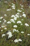 White Hyacinths