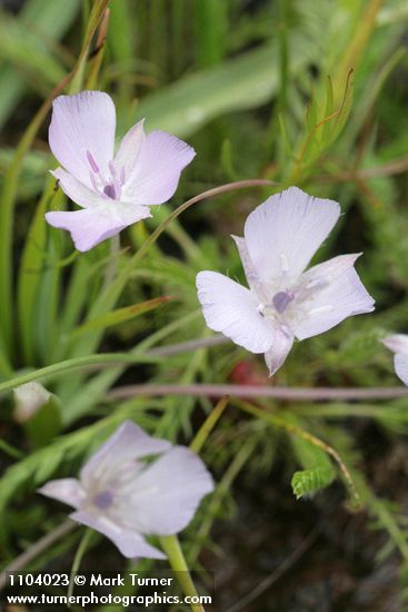 Calochortus uniflorus