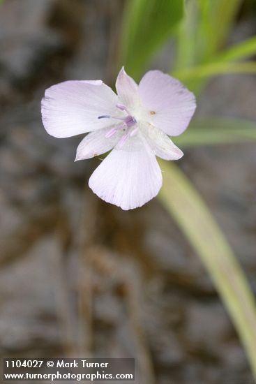 Calochortus uniflorus