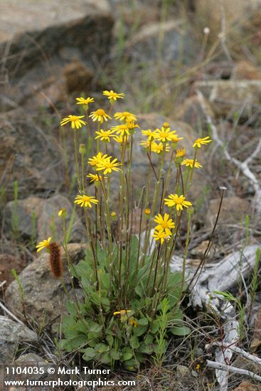 Packera hesperia (Senecio hesperius)