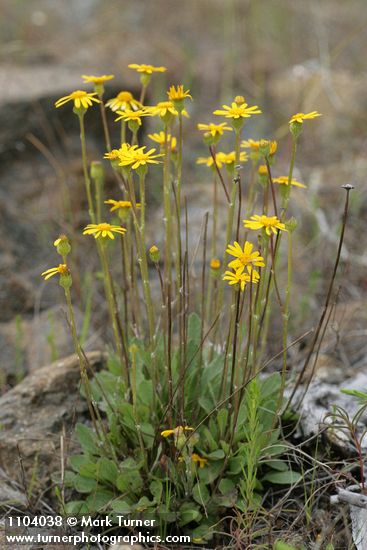 Packera hesperia (Senecio hesperius)