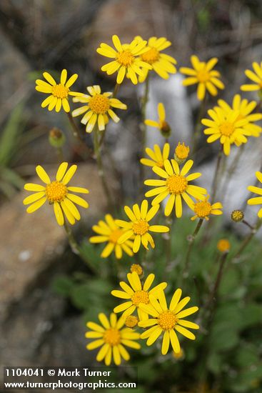 Packera hesperia (Senecio hesperius)