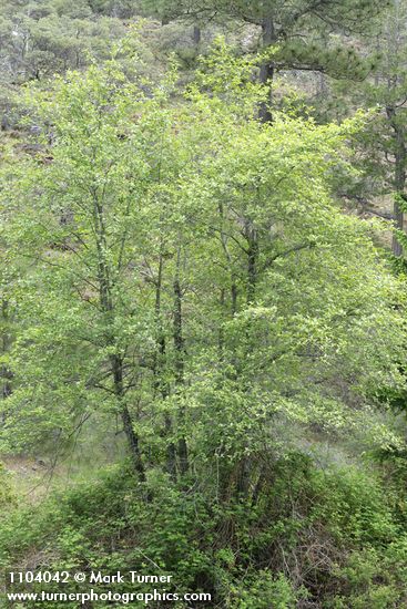 Alnus rhombifolia