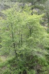 White Alder