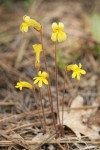 Naked Broomrape yellow form