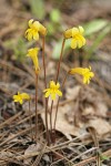 Naked Broomrape yellow form