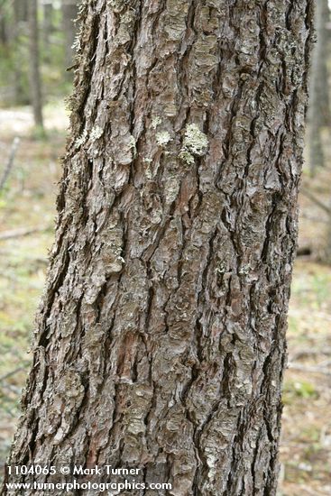 Pinus monticola