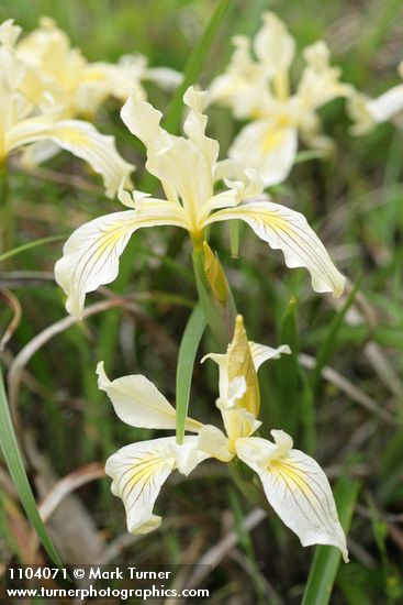 Iris bracteata