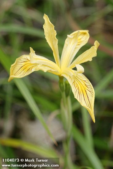 Iris bracteata