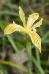 Siskiyou Iris blossom