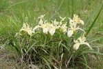 Siskiyou Iris