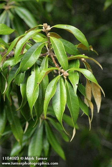 Chrysolepis chrysophylla