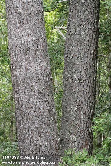Pinus monticola
