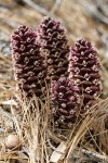 California Ground-cones among Western White Pine needles