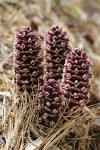 California Ground-cones among Western White Pine needles