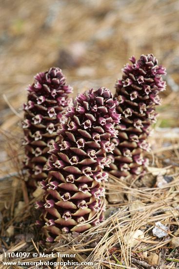 Boschniakia strobilacea