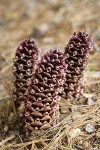 California Ground-cones among Western White Pine needles