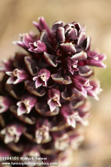 Boschniakia strobilacea