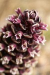 California Ground-cone blossoms detail