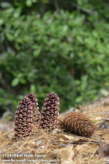 Boschniakia strobilacea