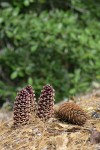 California Ground-cones w/ Western White Pine cone
