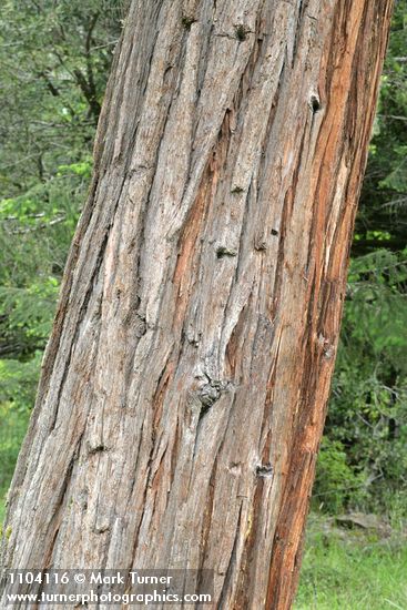 Chamaecyparis lawsoniana