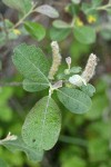 Del Norte Willow foliage detail