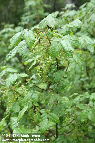 Toxicodendron diversilobum