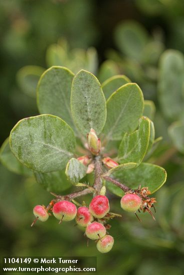 Arctostaphylos canescens