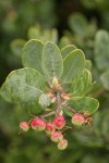 Hoary Manzanita fruit & foliage