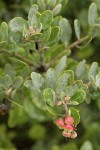 Hoary Manzanita fruit & foliage