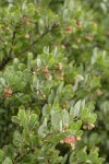 Hoary Manzanita fruit & foliage