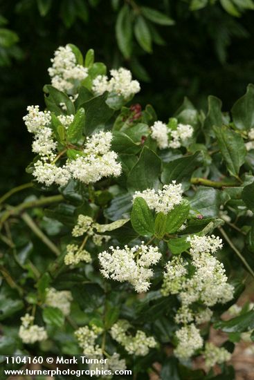 Ceanothus velutinus