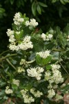 Snowbrush blossoms & foliage