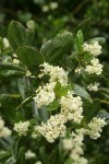 Snowbrush blossoms & foliage