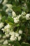 Snowbrush blossoms & foliage