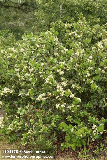 Ceanothus velutinus