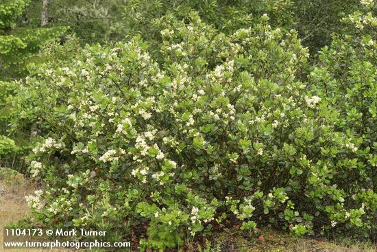 Ceanothus velutinus