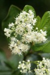 Snowbrush blossoms detail
