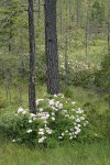 Western Azaleas among Jeffrey Pines