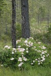 Western Azaleas among Jeffrey Pines