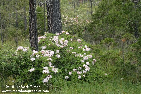 Rhododendron occidentale; Pinus jeffreyi