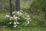 Western Azaleas among Jeffrey Pines