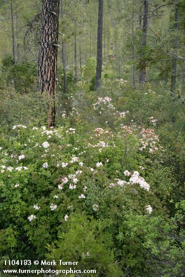 Rhododendron occidentale; Pinus jeffreyi