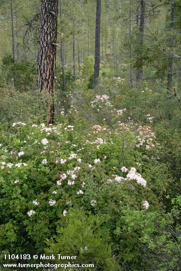 Rhododendron occidentale; Pinus jeffreyi