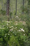 Western Azaleas among Jeffrey Pines