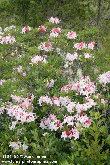 Rhododendron occidentale