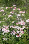 Western Azalea