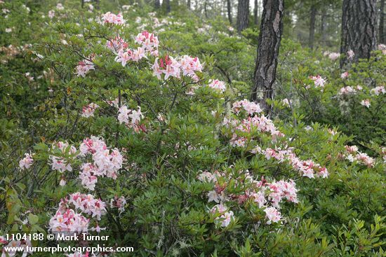 Rhododendron occidentale